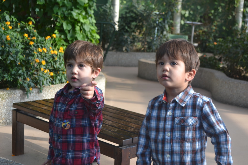 Butterfly Exhibit