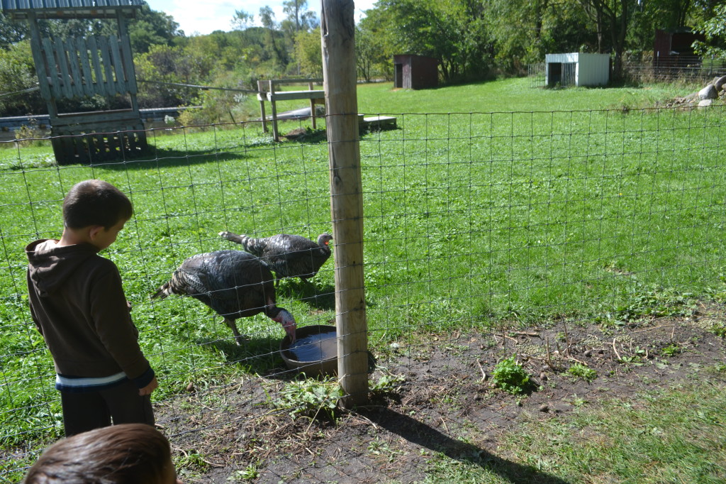 Turkeys, Goats, and a pig with an option to feed.