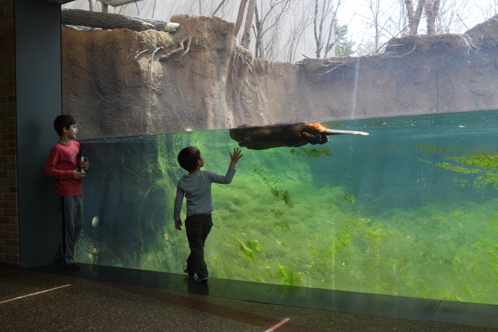 Otter at the Pritzker Family Zoo