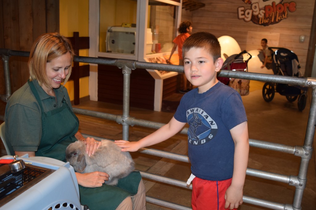 Ben is in heaven - he gets to pet a bunny at the farm at the Lincoln Park Zoo.