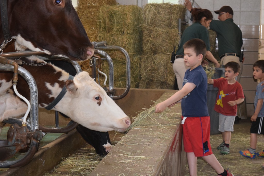 Feeding the cows. o