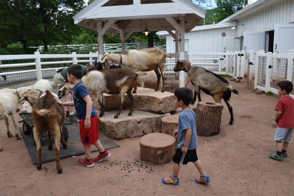Petting Goats.