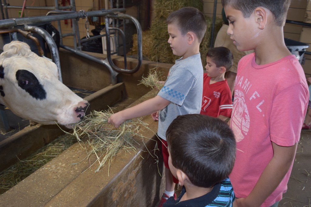 Feeding the cows