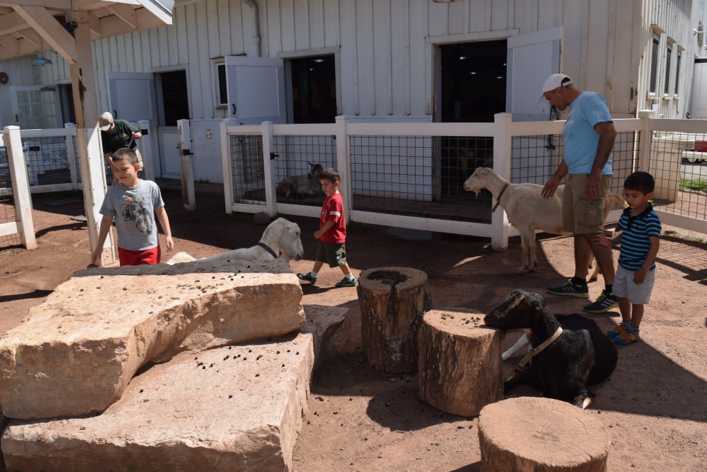 petting the goats