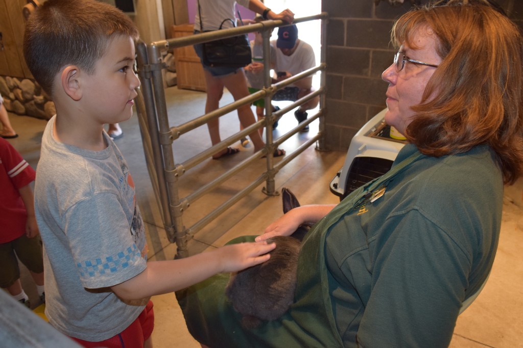 petting a bunny