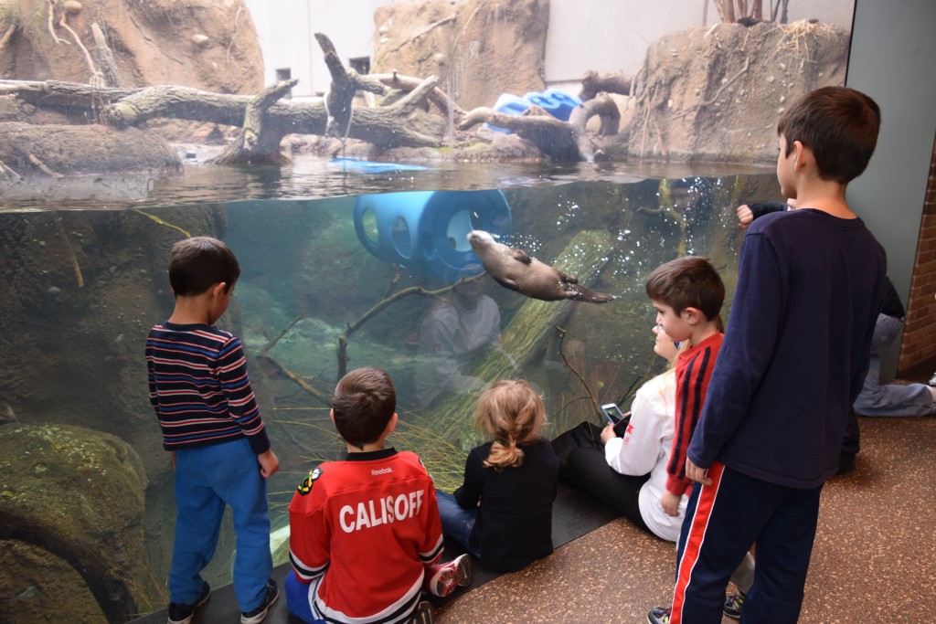 Otters at the Pritzker Family Zoo