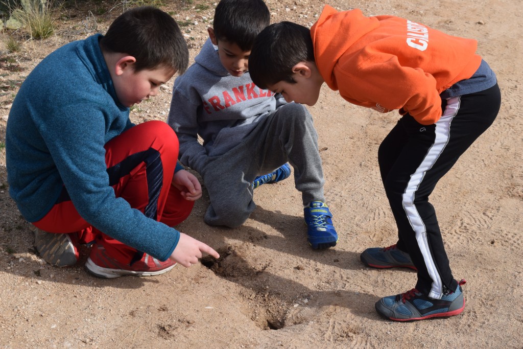 Finding rattlesnake holes?