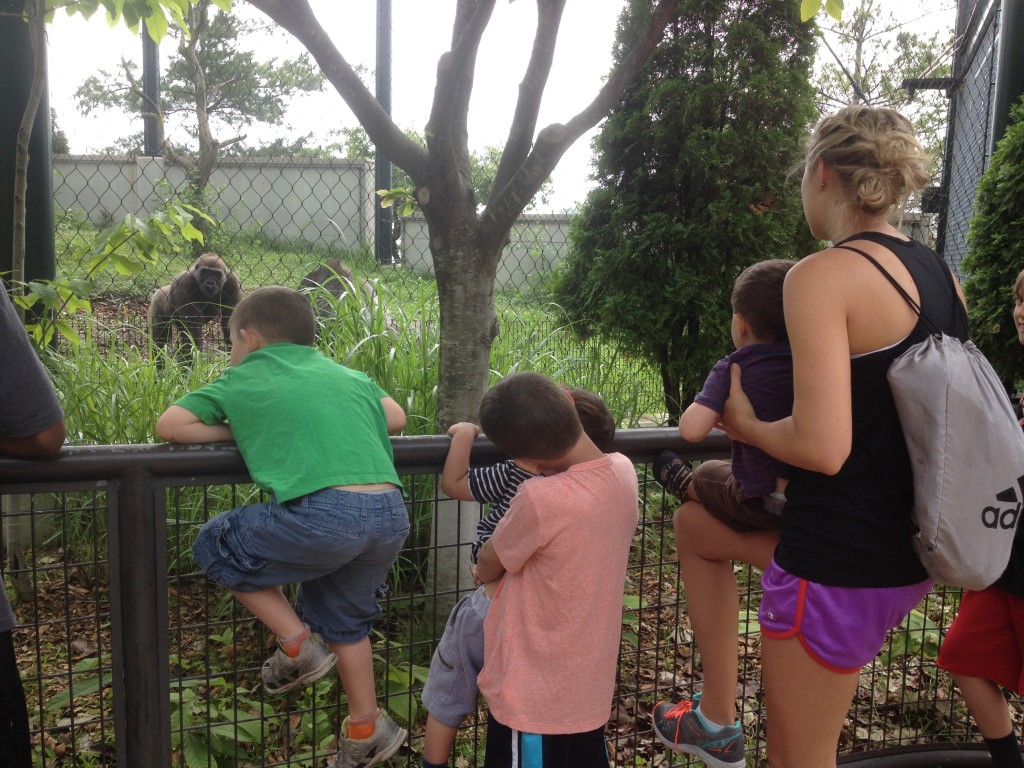 At the Zoo