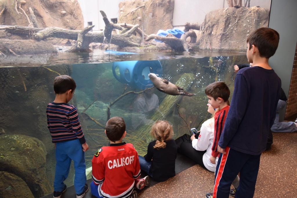 Otters at the Pritzker Family Zoo