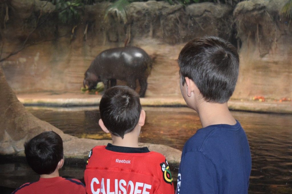 Regenstein African Journey